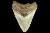Fossil Megalodon Tooth - North Carolina #109860-1